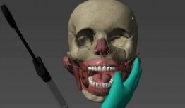 人体模型最新爆料,科技与健康的完美融合